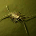 Scutigera coleoptrata 2